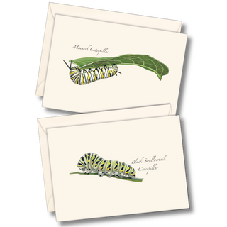 Caterpillar assortment notecards celebrating early butterfly life stages, packaged sustainably