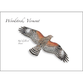 Red-shouldered Hawk image 0
