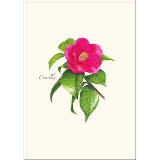 Camellia -NEW- image 1