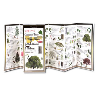 Sibley's Common Trees in the Cities & Towns of the Mid-Atlantic & Midwest image 1