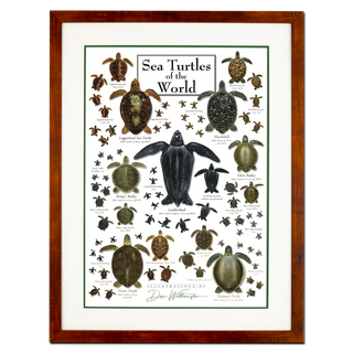 Sea Turtles of the World - Poster - Double matted honey frame image