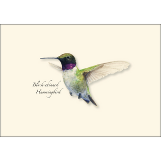 Western Hummingbird  Assortment image 2