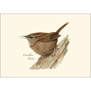 Carolina Wren image 1