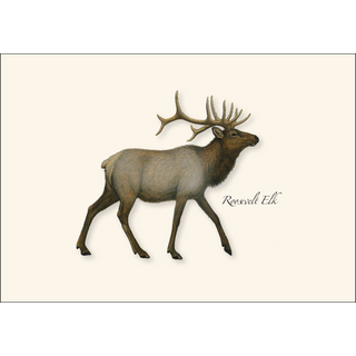 Roosevelt Elk image 1