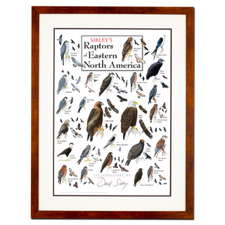 Sibley's Raptors of Eastern North America - Poster - Double matted honey frame image