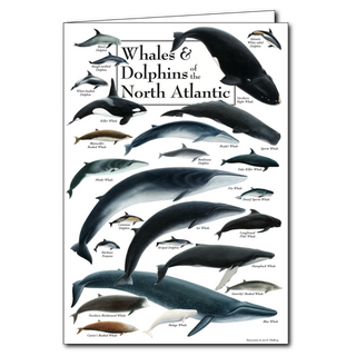 Whales & Dolphins of the North Atlantic - Poster Card image 0
