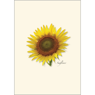 Sunflower image 1