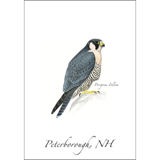 Peregrine Falcon image 0