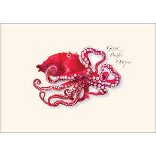 Giant Pacific Octopus image 1