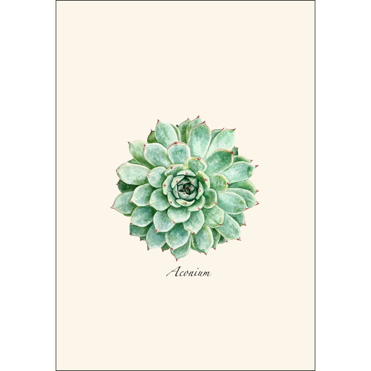 succulent card Succulent Notecards
