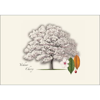 Cherry Tree Assortment image 2