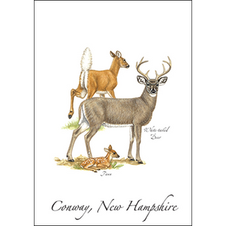 White-tailed Deer I image 0