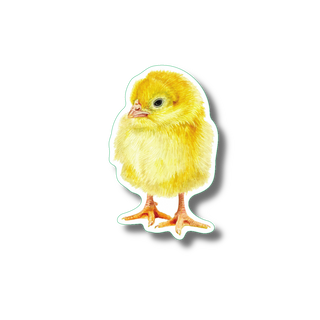 Chick stickers on water-resistant vinyl highlighting a young domestic bird