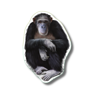 Chimpanzee stickers with permanent clear adhesive showing a primate species