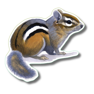Chipmunk stickers made in the USA for woodland mammal species identification