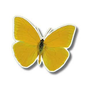 Cloudless sulphur butterfly stickers with vibrant colors, a fun outdoor species sticker
