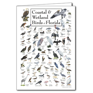 Florida coastal and wetland birds greeting card highlighting native species, blank inside