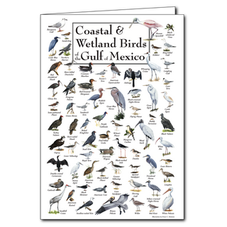 Gulf of Mexico coastal birds greeting card with regional species, blank inside and recyclable