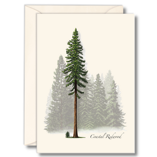 Coastal redwood notecard showcasing an iconic forest giant