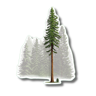 Coastal redwood stickers highlighting a towering tree species from the Pacific coast, made in the USA