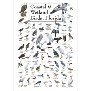 Gorgeous Coastal & Wetland Birds of Florida Poster, crafted by expert illustrators for education and identification.