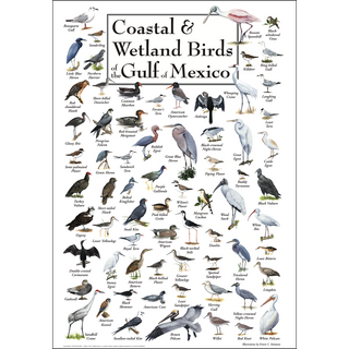 High-quality Coastal & Wetland Birds of the Gulf of Mexico Poster, proudly made in the USA for hobbyist naturalists.