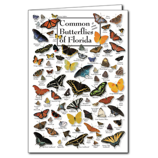 Florida butterflies greeting card featuring colorful native species, blank inside