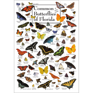 Stunning Common Butterflies of Florida Poster wall poster, fade-resistant inks keep colors vivid for years.