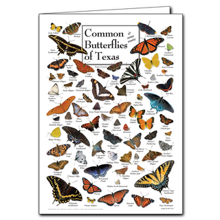 Common Texas butterflies greeting card highlighting local pollinators, made in the USA on recyclable paper