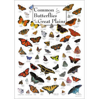 Beautiful Common Butterflies of the Great Plains Poster, museum-quality digital reproduction on premium stock paper.