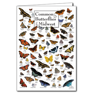 Midwest butterflies greeting card celebrating everyday pollinators, blank inside