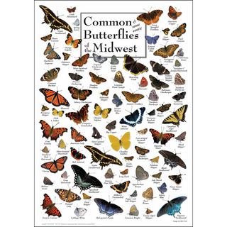 High-quality Common Butterflies of the Midwest Poster, arrives safely in a sturdy 2" mailing tube, designed for lasting.