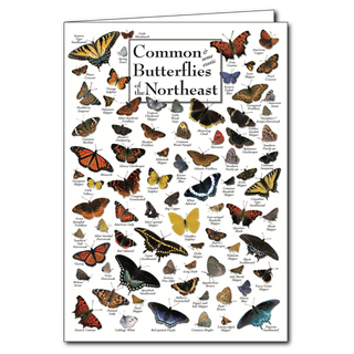 Common Northeast butterflies greeting card with familiar species, blank inside and cheerful