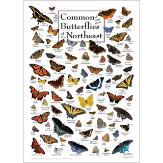 Beautiful Common Butterflies of the Northeast Poster, illustrated by expert naturalists for easy identification.