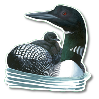 Common loon stickers with long-lasting color for freshwater bird identification