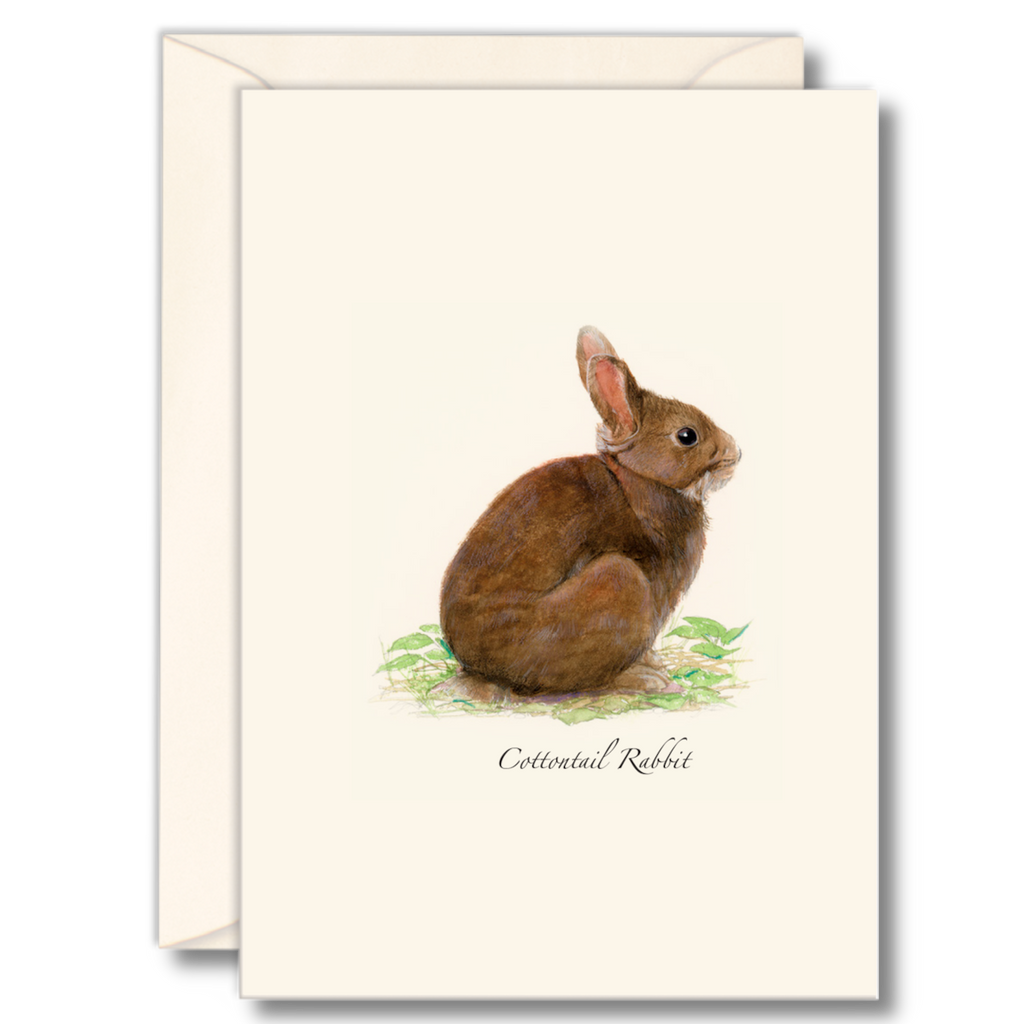 Best Selling Boxed Notecards - Cottontail Rabbit