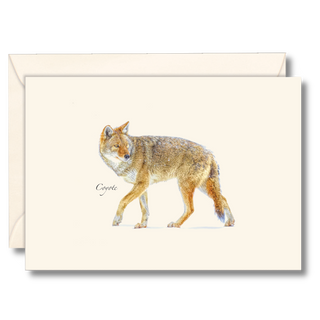 Coyote notecard highlighting a resilient North American mammal, illustrated by expert naturalists
