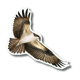 Osprey image 0