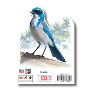 Scrub-Jay image 1