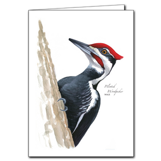 Sibley's Pileated Woodpecker image 0