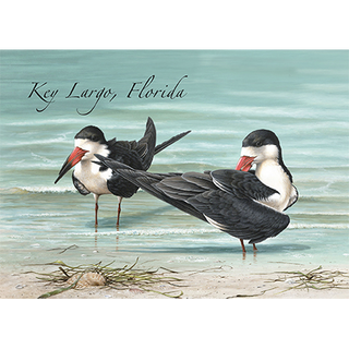 Two Skimmers image 0