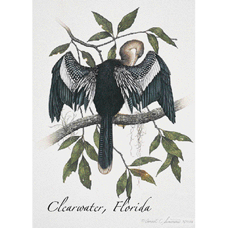 Anhinga image 0