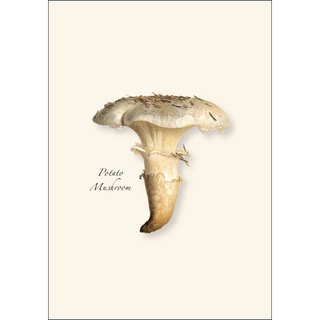 Mushroom Assortment image 4