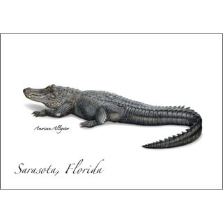 American Alligator image 0