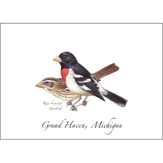 Rose-breasted Grosbeak image 0
