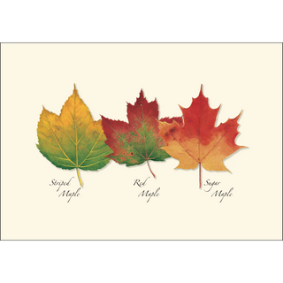 Fall Foliage Assortment image 1