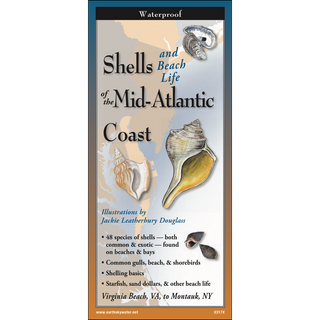 Shells and Beach Life of the Mid-Atlantic Coast image 0