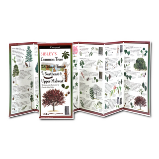 Sibley's Common Trees in the Cities & Towns of the Northeast & Upper Midwest image 1