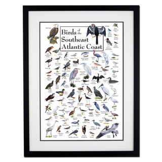 Birds of the Southeast Atlantic Coast - Poster - Double matted black frame image