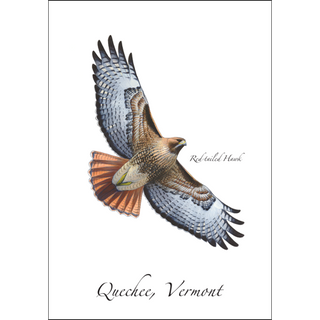 Red-tailed Hawk image 0